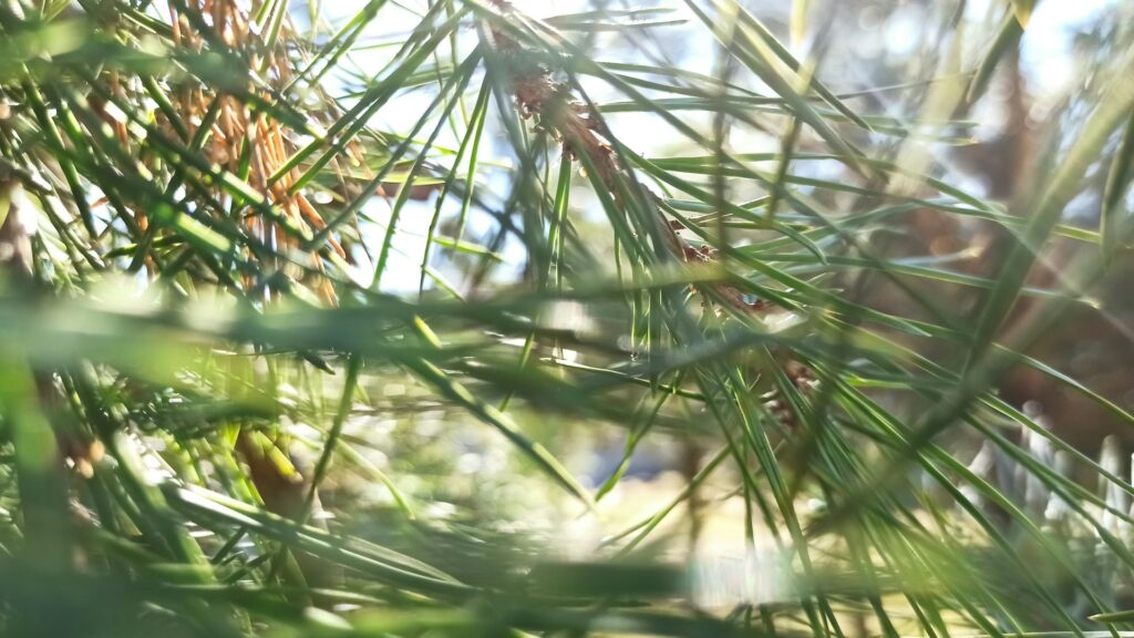Le pin sylvestre en fumigation